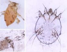 ����괯�Ľ�����