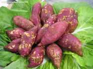 �ഺ���Ľ�����ʳ����