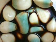 ��ָ�׵�����ƫ��