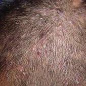 ������Ƥ����ô����