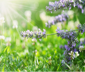 �ƺְ߲�����ɹ����