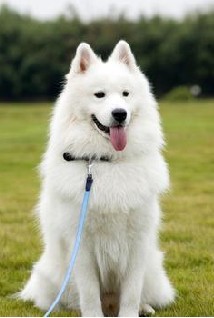 疥疮是通过什么传染的