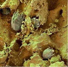 �괯�Ĵ�Ⱦ��Ҳ�Ǻ�ǿ