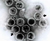 ��״�����