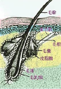 ֬�����ѷ���֢״�����Ʒ���