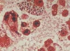 �ܲ���μ�����