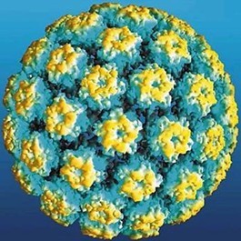 寻常疣病因人类乳头瘤病毒